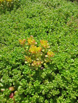 Preview: Fettblatt Oregon 2